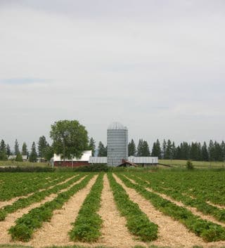 A Trip to the Berry Farm
