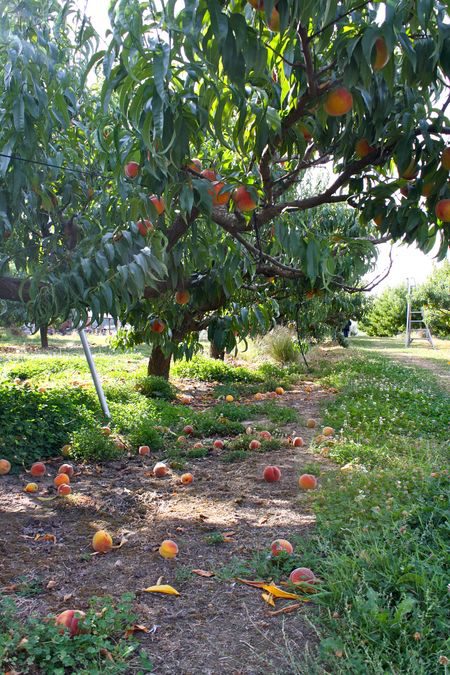 Peaches at Smith’s GreenBluff Orchard