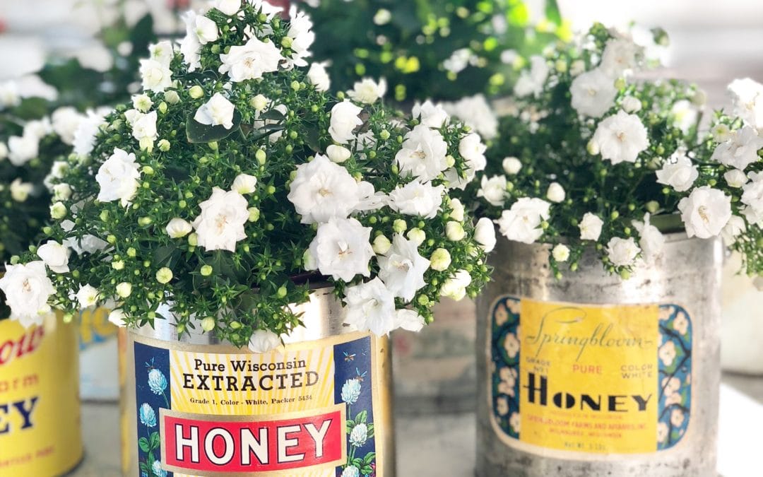 The Homecoming Queen