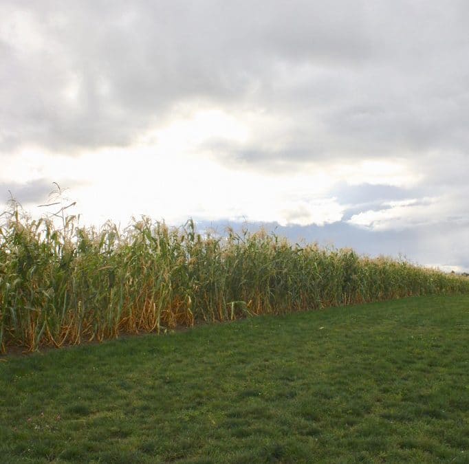 The Last Bit of Autumn on GreenBluff