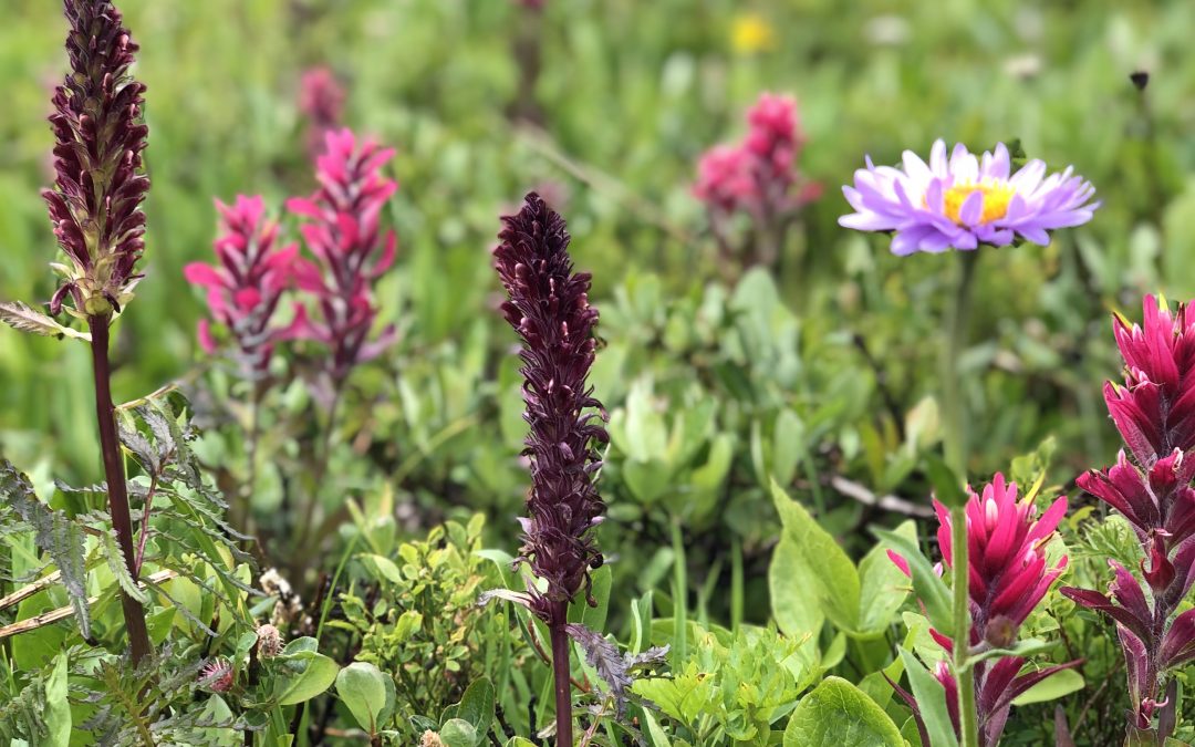 Wildflower Mountain