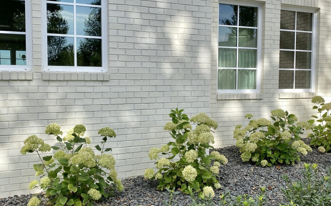 Hydrangea Care in the Fall